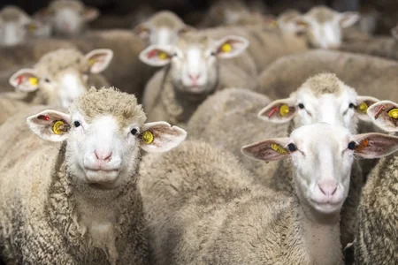 Avropadan Azərbaycana cins qoyunlar gətirilib