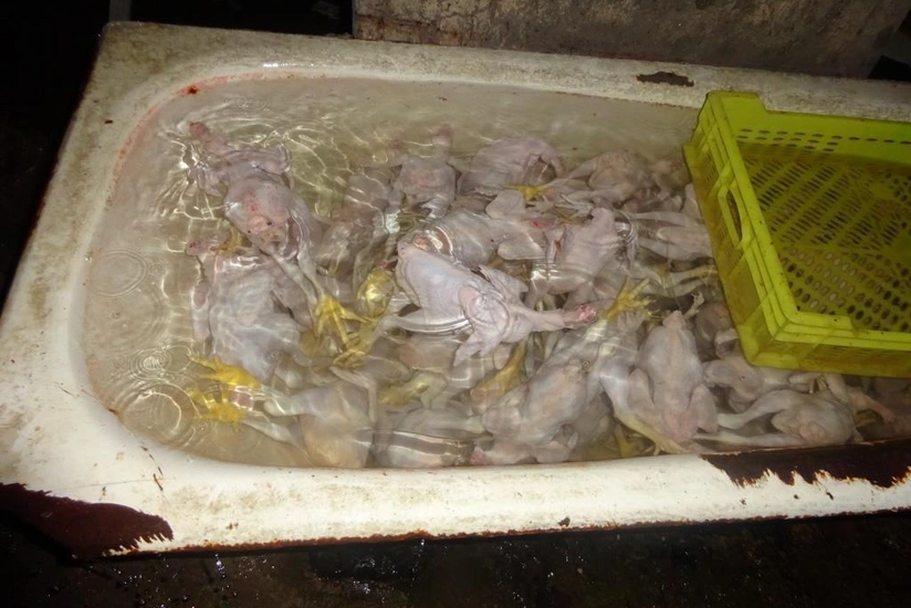 Bakıda daha bir qanunsuz toyuq sexi aşkarlanıb