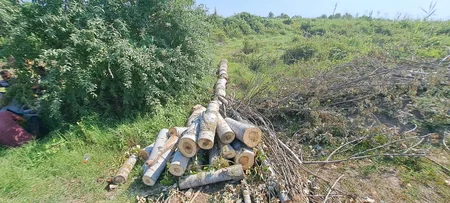 Zərdabda ağacları kəsən şəxslər saxlanılıb