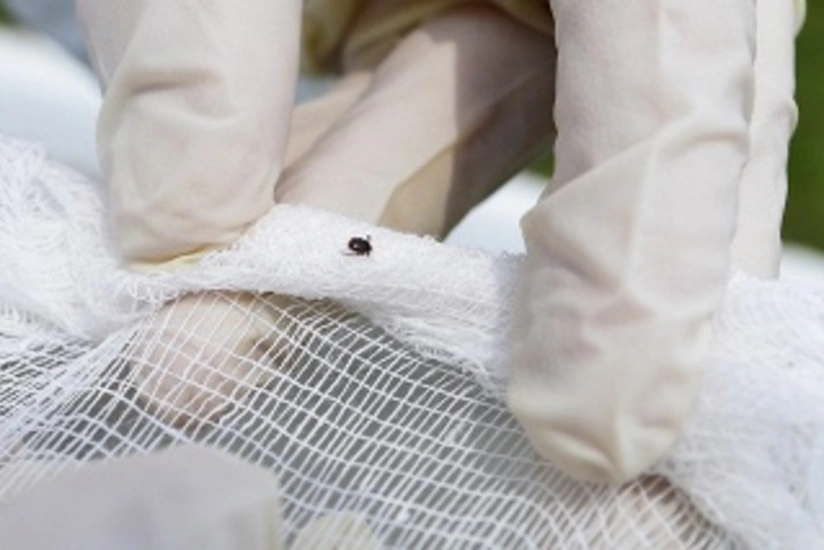 In UN, bed bugs infestation clears out 34th floor