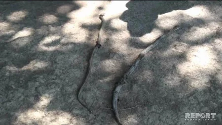 Sabirabadda ilanlar həyət və evlərə daraşıb - FOTO