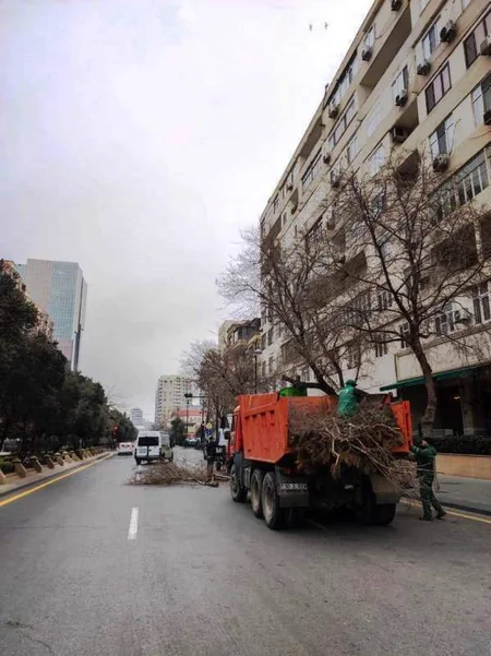 Qarşıdan gələn yaz mövsümü ilə bağlı Bakıda ağaclar əkilir