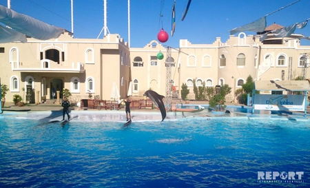 Qırmızı dəniz sahilindəki ecazkar və nadir gülləri ilə məşhur şəhərdən - REPORTAJ