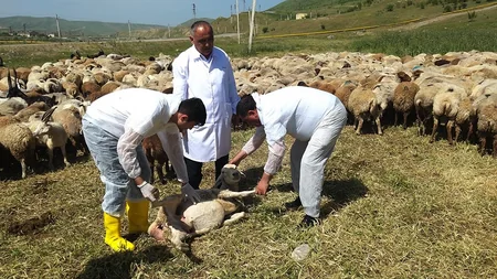 Heyvan düşərgələrində səyyar baytarlıq xidməti təşkil edilib