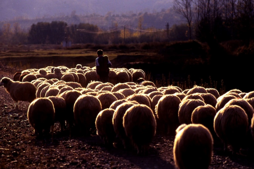 Çoban əvvəllər işlədiyi fermanın qoyunlarını oğurlayıb