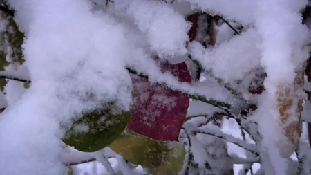 Azərbaycan parklarının qış görüntüləri - FOTOREPORTAJ