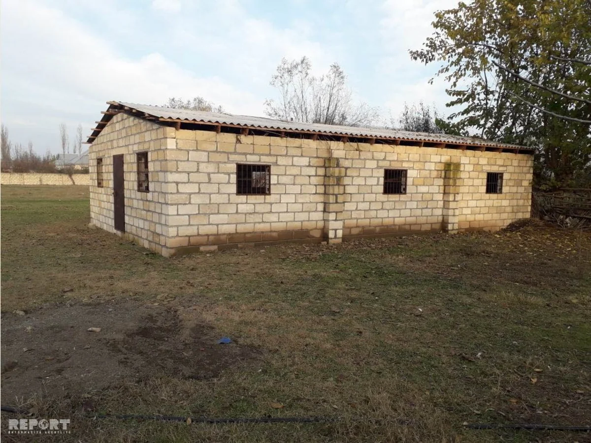 Ağcabədidə 17 baş xırda buynuzlu heyvan oğurlanıb - FOTO - VİDEO