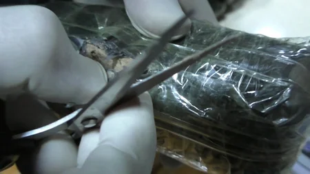 В Шамкире провели операцию против наркоторговцев