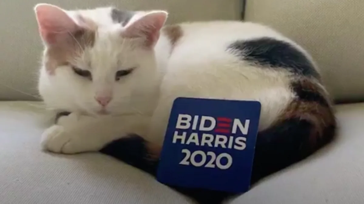 Джо Байден поделит Белый дом с кошкой