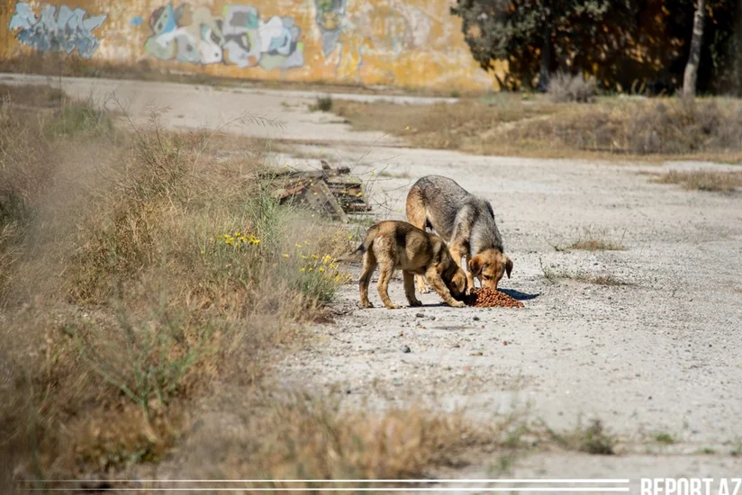 Bakıda sahibsiz it 9 yaşlı uşağın dodağından dişlədi