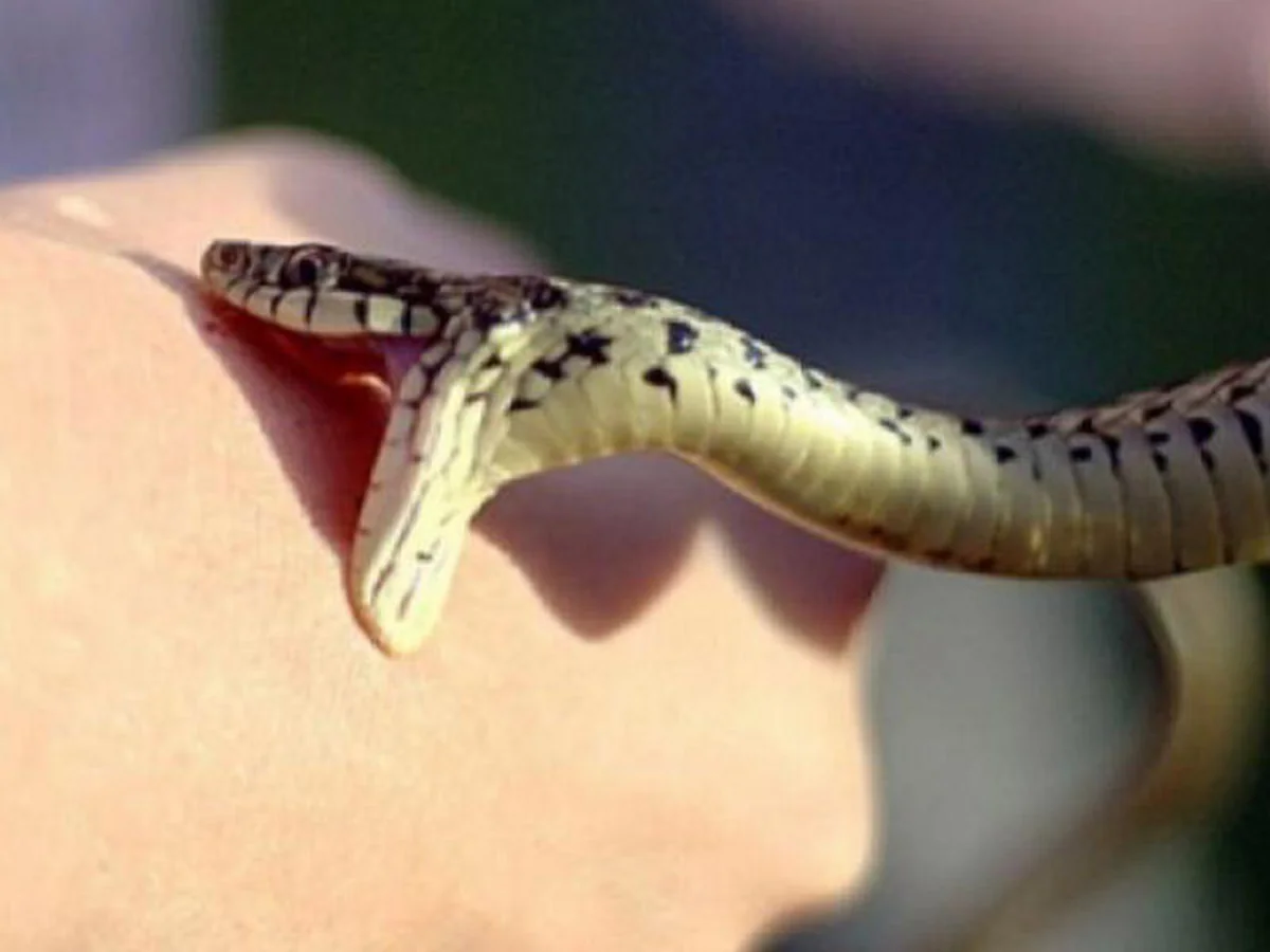 Şəkidə 63 yaşlı kişini ilan sancıb