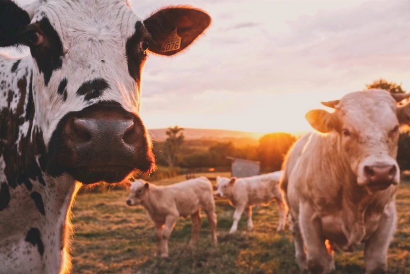 Azerbaijan raises cattle imports from Georgia
