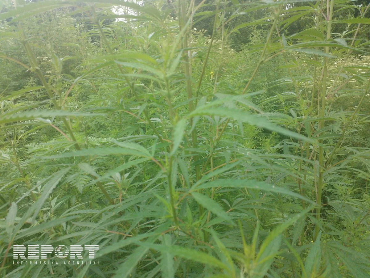 Azərbaycanda külli miqdarda narkotik vasitə dövriyyədən çıxarılıb