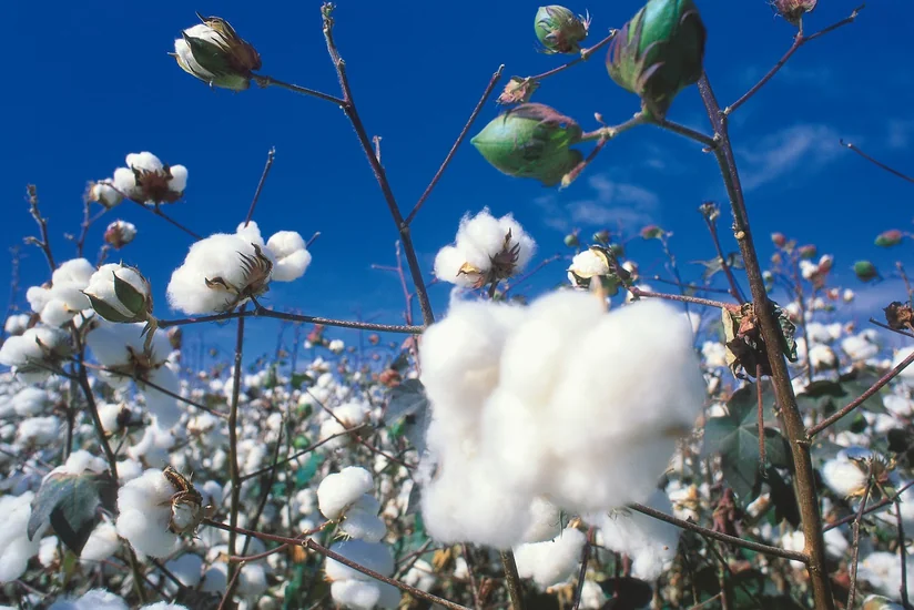 İmişlidə pambıq sahəsində 80 fəhlə zəhərlənib - YENİLƏNİB