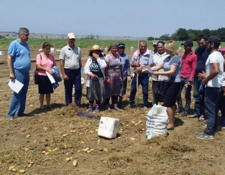 Tovuzda kartof güvəsinə qarşı kimyəvi mübarizə tədbirləri aparılır