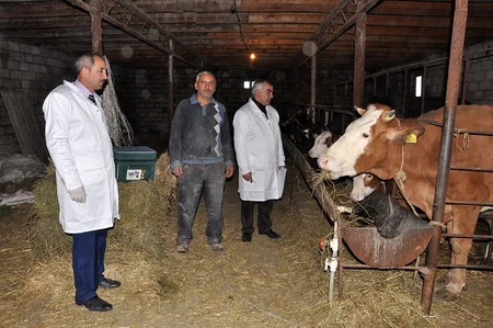 Tovuzda epizootiya əleyhinə profilaktik tədbirlərə başlanılıb