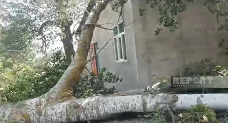 Güclü külək Xaçmazda fəsadlar törədib, xəsarət alanlar var - VİDEO