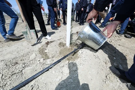 YAP Bakıda ağacəkmə aksiyası keçirib