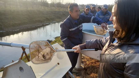Masallıda Viləş çayına 87 min balıq körpəsi buraxılıb