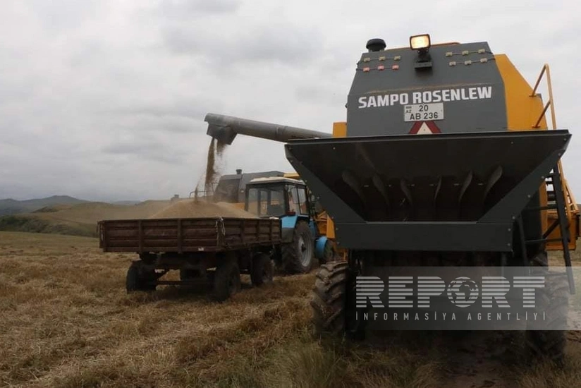 Şəmkirdə dəmyə şəraitində əkilmiş sahələrdə taxıl biçininə başlanılıb