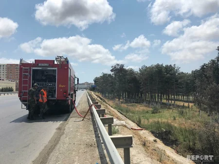 Abşeronda yol kənarındakı kol-kos və şam ağacları yanıb - FOTO