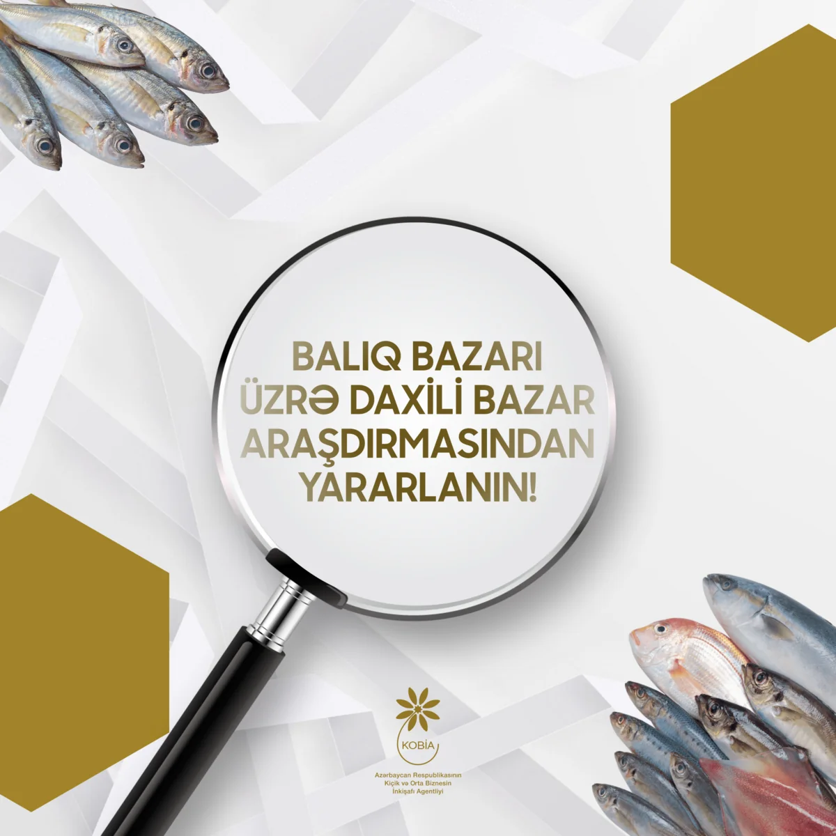 Azərbaycanda balıq bazarı ilə bağlı araşdırma aparılıb