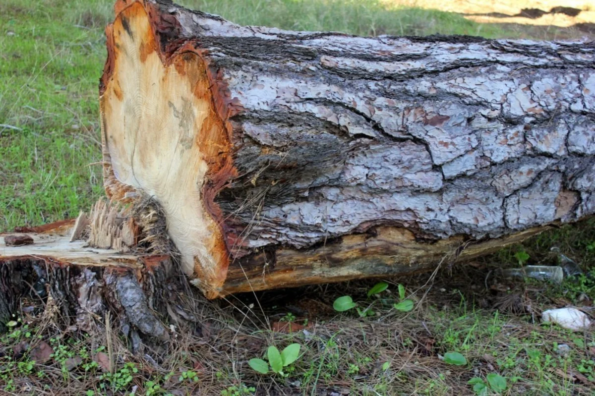 Bakı və Sumqayıtda yaşıllıqlara 73 min manatdan çox ziyan vurulub