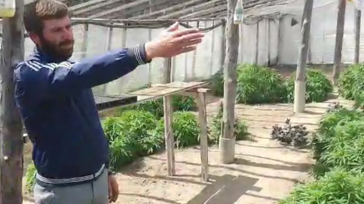 Maştağada istixanada narkotik bitkilər əkib-becərən saxlanıldı