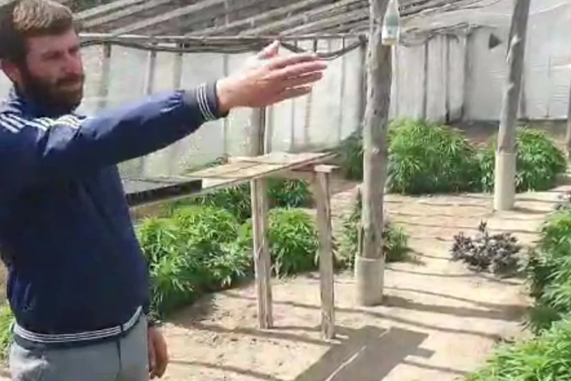 Maştağada istixanada narkotik bitkilər əkib-becərən saxlanıldı