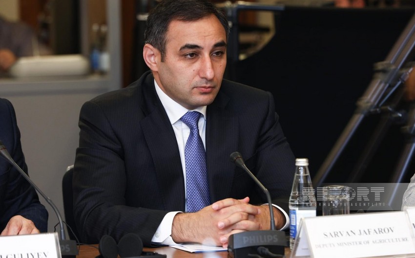 Nazir müavini: İşğaldan azad edilmiş ərazilərdə heyvanlar peyvənd edilir