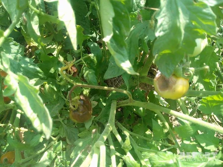 Masallıdakı tərəvəz sahələrində xəstəlik yayılıb