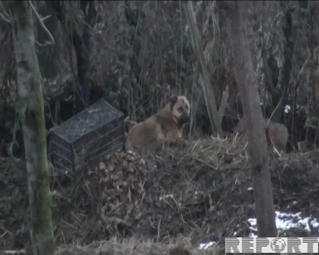 Tovuzda 43 yaşlı kişini it dişləyib