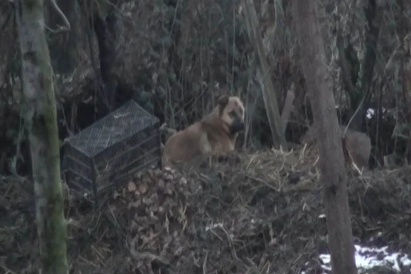 Ağstafada it insanlara hücum edib