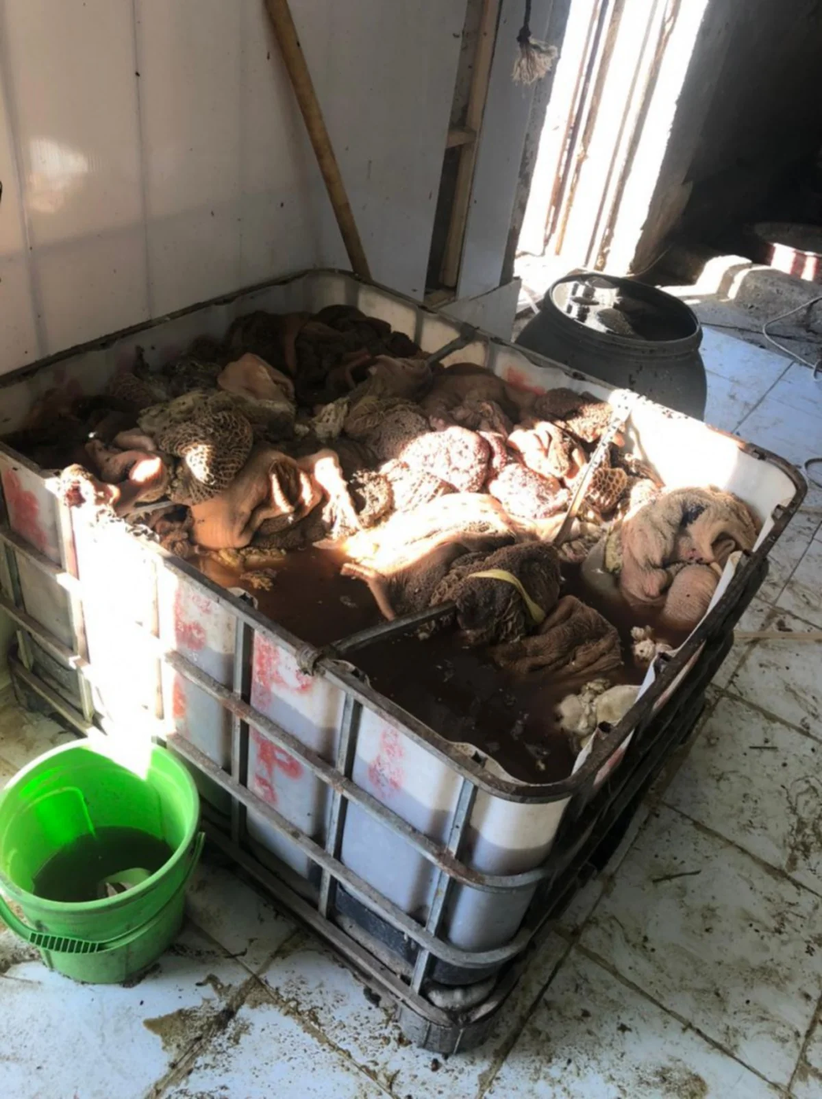 Bakıda mənşəyi məlum olmayan 260 kq heyvan cəmdəyi aşkarlanıb - VİDEO