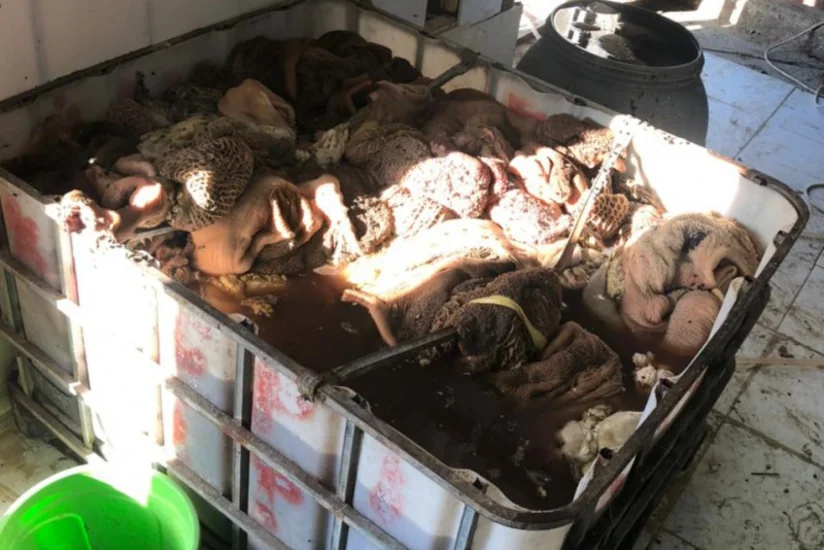 Bakıda mənşəyi məlum olmayan 260 kq heyvan cəmdəyi aşkarlanıb - VİDEO