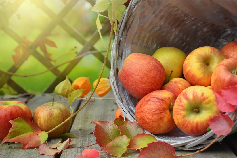 Azərbaycandan Səudiyyə Ərəbistanına alma ixracı bərpa edilib