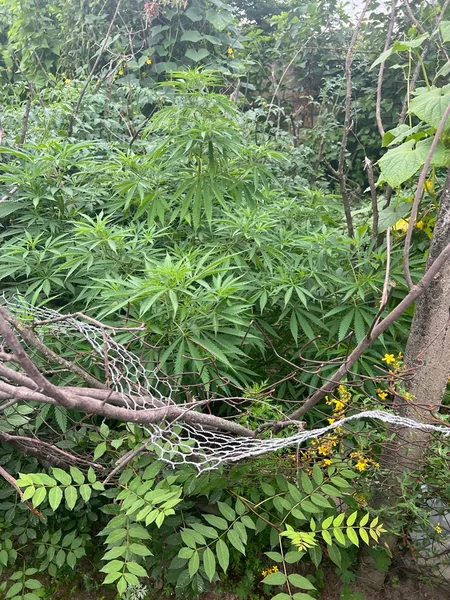 У жителя Габалы изъяли кусты конопли