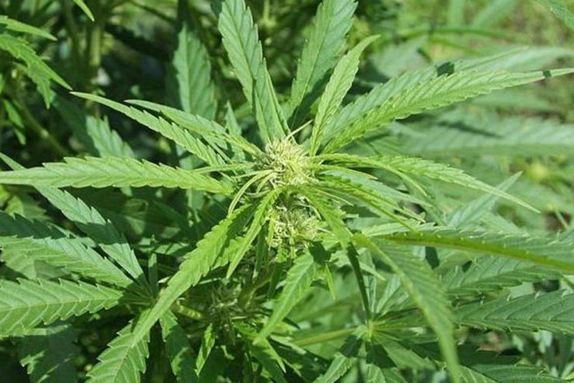 Ucarda çöllük ərazidə çətənə bitkiləri yetişdirən iki nəfər saxlanılıb