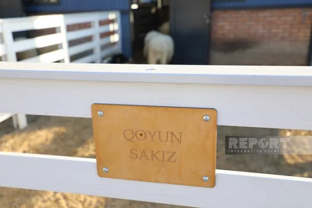 130 kq çəki, günə 6 litrə qədər süd - Laçındakı müasir keçi fermasından - REPORTAJ
