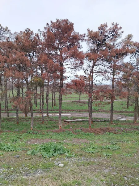 Yevlaxda zərərvericilər çox sayda Eldar Şamını qurudub, kəsilməsinə qərar verilib