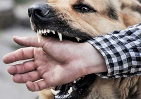 Son altı ayda Azərbaycanda 22 minə yaxın şəxsi heyvan dişləyib