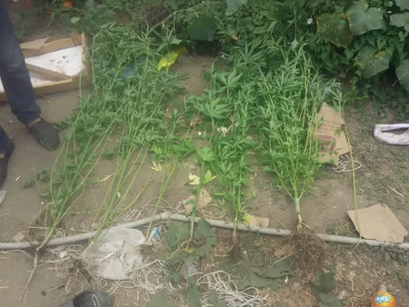 Polis İsmayıllıda əməliyyat keçirib, saxlanılanlar var