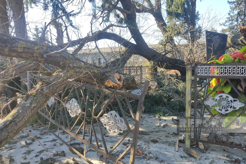 Şəkidə palıd ağacı qəbirin üzərinə aşıb, başdaşına ziyan dəyib
