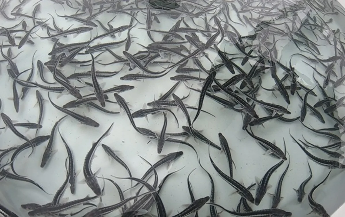 Təbii su hövzələrinə balıq körpələri buraxılacaq