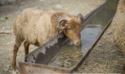 Cəlilabadda Qurban bayramı ilə əlaqədar bir kəsim yeri müəyyən olunub 