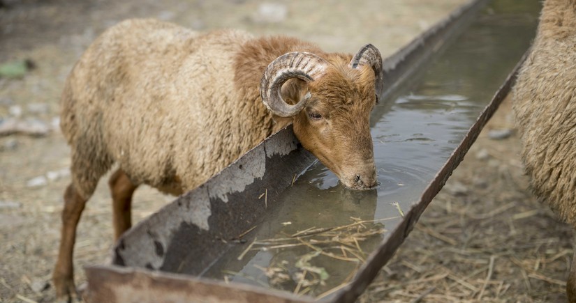 Cəlilabadda Qurban bayramı ilə əlaqədar bir kəsim yeri müəyyən olunub 
