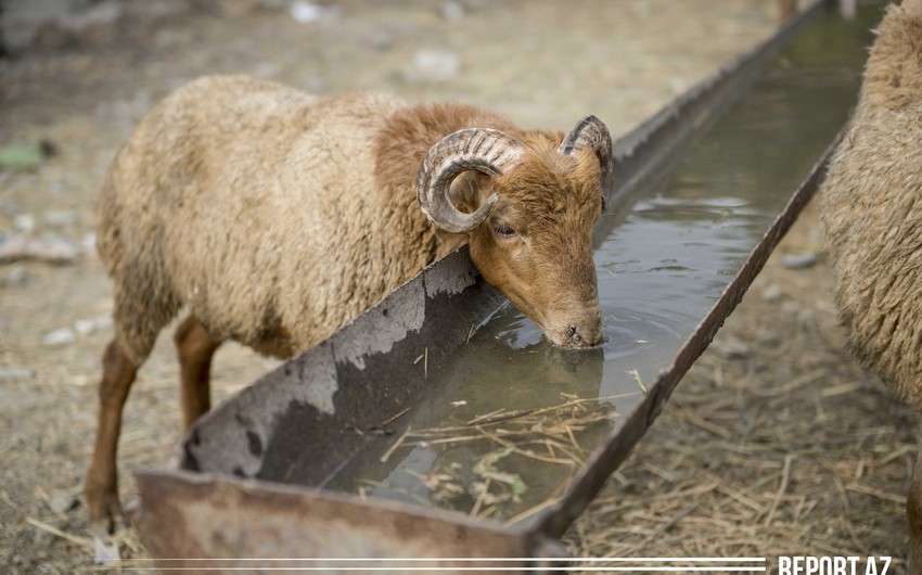 Azərbaycanda Qurban bayramıdır