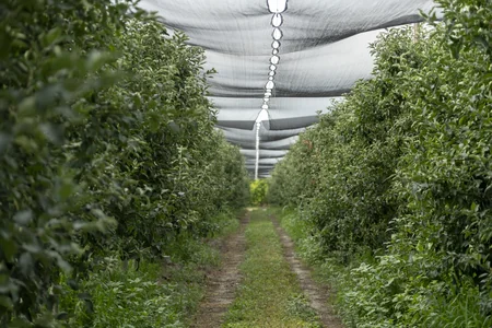 Məcnun Məmmədov Şabranda təsərrüfatlara baş çəkib, fermerlərlə görüşüb