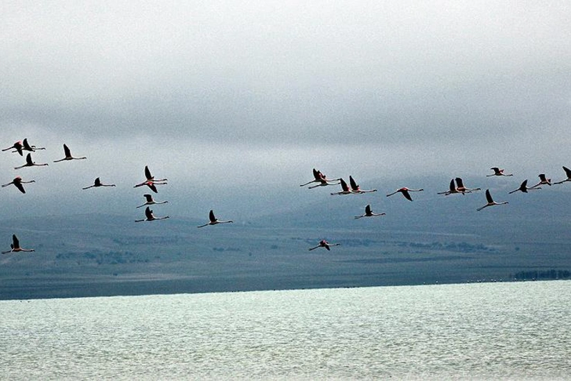 Qlobal istiləşmə quşların vaxtından əvvəl köç etməsinə zəmin yaradır