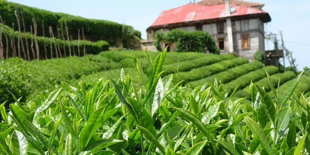 Azərbaycanın çay idxalı ixracını 9 dəfə üstələyib